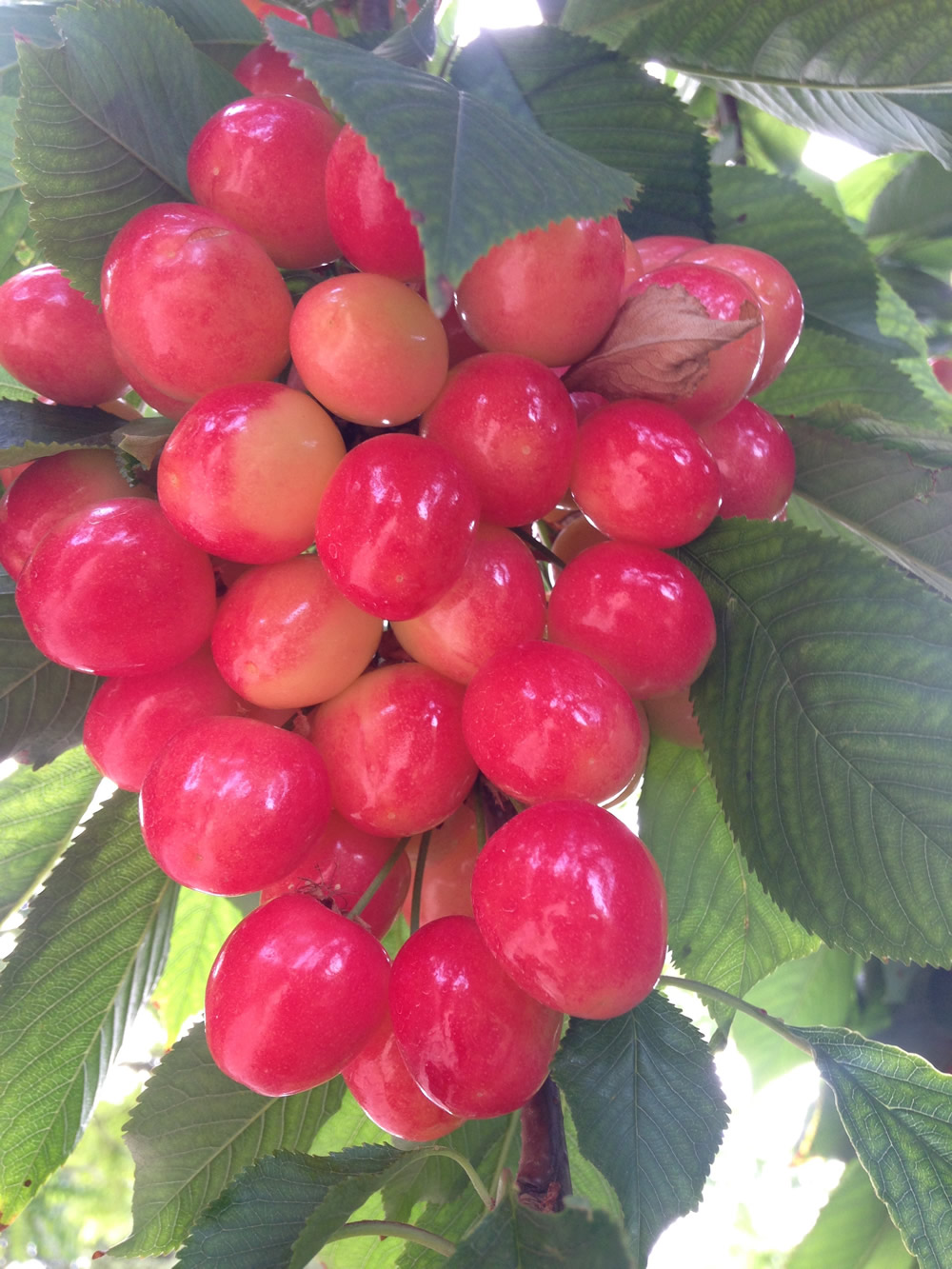 Cherries