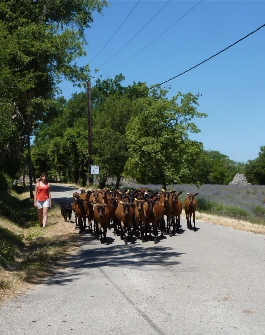 Saignon country life