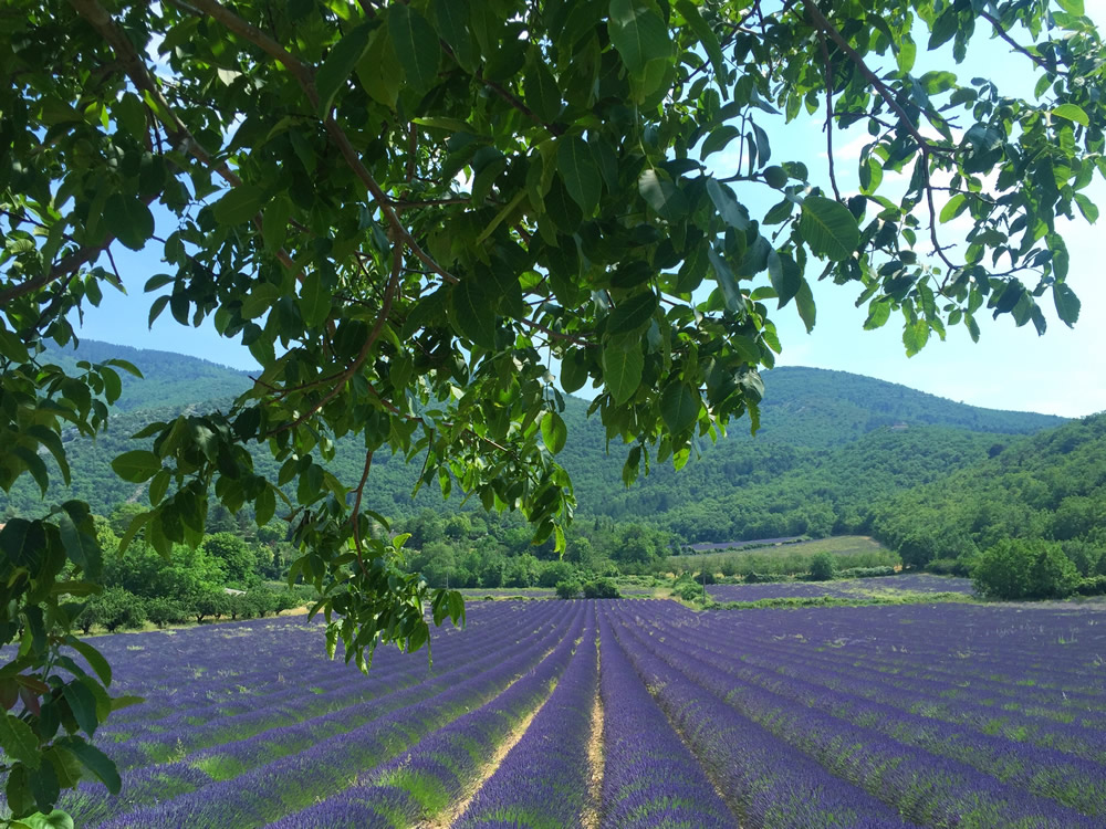 Lavender fields