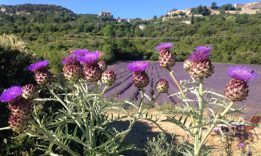 Lavender fields