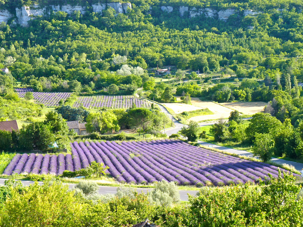 Lavender fields