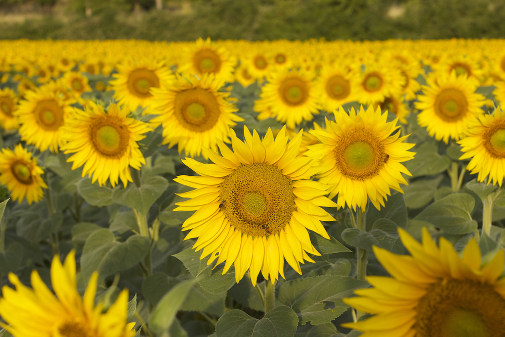 Sunflowers